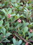 Arctostaphylos uva-ursi (Blätter), Bärentraube, Färbepflanze Arctostaphylos uva-ursi (Pflanze), Bärentraube, Färbepflanze, Färberpflanze, Pflanzenfarben, färben, Klostergarten Seligenstadt